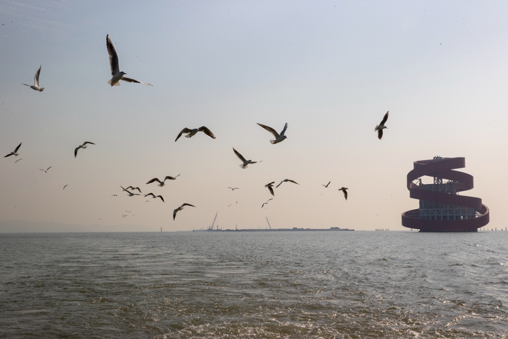 2021年12月30日，紅嘴鷗在太湖隧道馬山段一座“碧玉螺”造型的風亭上方水域飛翔。